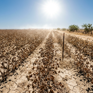 Dry, cracked soil with wilted plants in a sunlit field